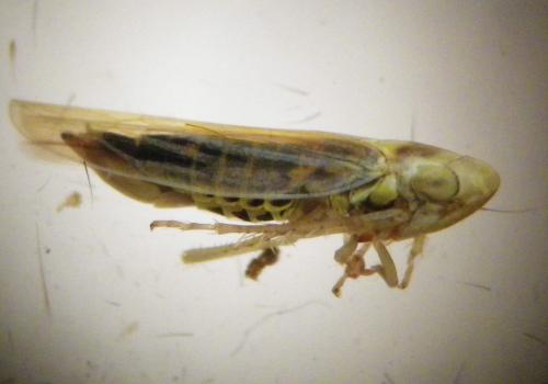 Réf. 273 700 : Dikraneura variata
